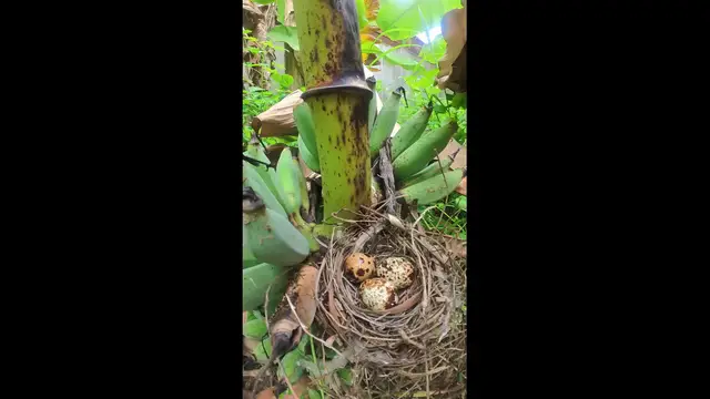 Video thumbnail for Wild Eggbirds  #babybird #dove #dovebird #nestbird #shortbird #nestdove #birdeat #birdfeed