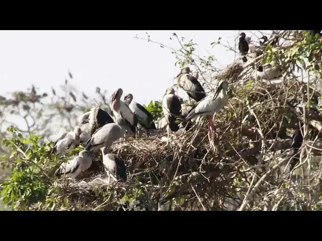 Video thumbnail for Top Area lake for crane birds made nest alot here  Hours #100026