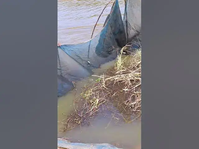 Video thumbnail for EP014 Omg a lot fish  #fish #alotfish #cathfish #shortfish