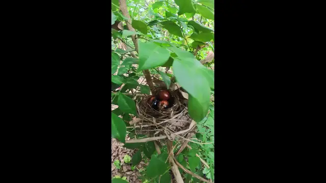Video thumbnail for Straing Bird of Egg #babybird #dove #dovebird #nestbird #shortbird #nestdove #birdeat #birdfeed