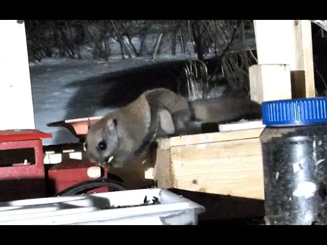 'Video thumbnail for In the Shadow of the Night: The Northern Flying Squirrel in Action'