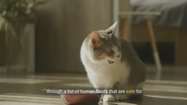 Video thumbnail for Safe Cat Snacks ❤️ Human Foods You Can Share With Your Cat