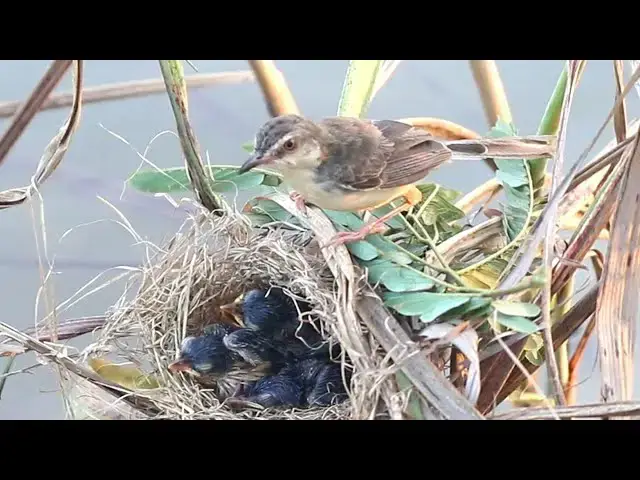 Video thumbnail for Bird Grown Rice Making Nest on Grass Obove Water