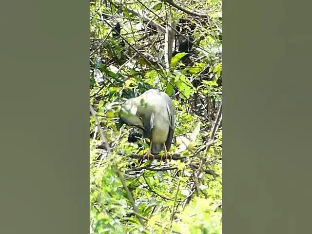 Video thumbnail for White Bird all cute #sales #contractor #cutegirl#Shorts #reel #dacing