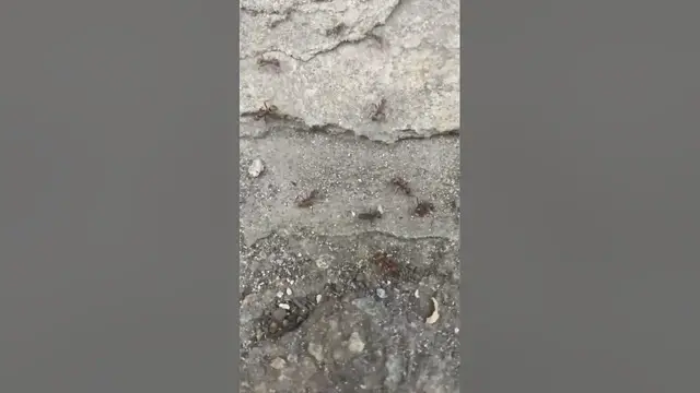 Video thumbnail for Cute ants😍😘🥰#shorts