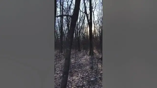 Video thumbnail for What Lives In an Oak Forest?