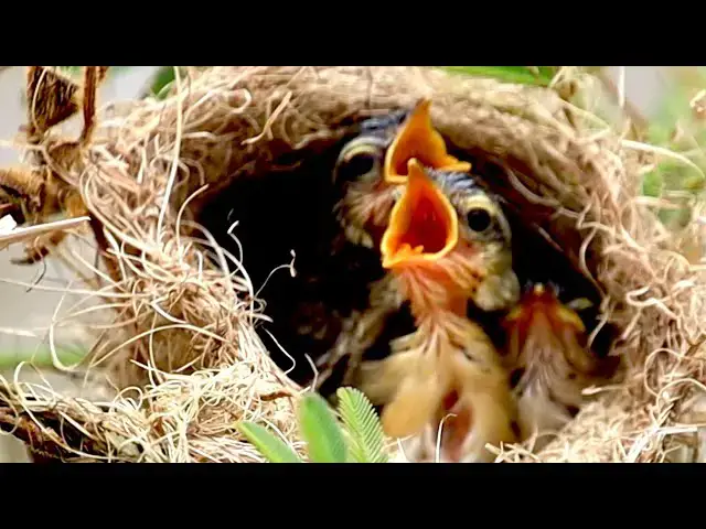 'Video thumbnail for In field the nest bird here, Momy's bird catch food feed here'