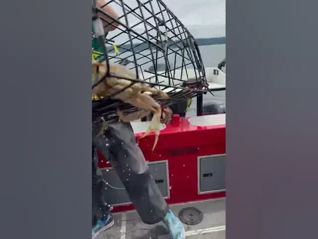 'Video thumbnail for Pulled up a few keepers last crab opener! I love these McKay crab pots!'