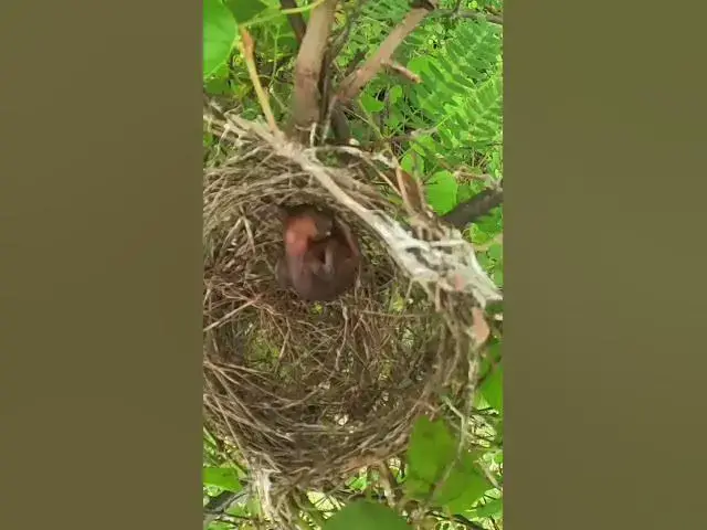 Video thumbnail for Baby Peacock #Ornithology #Nature #Biodiversity #Eggceptional #Eggstraordinary #Eggsplore