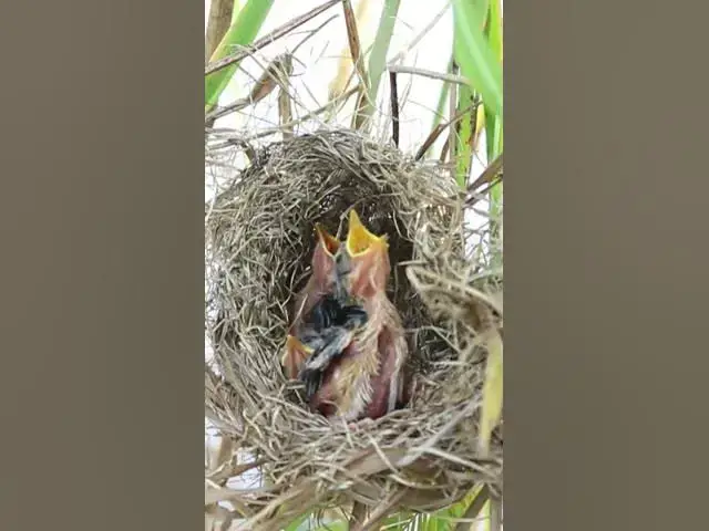 Video thumbnail for Bird Babies Cries Feed Eat EP#295 #babybird #shorts #birdslover #birdsounds #birds #birdslover #finc