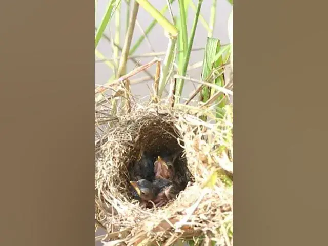 Video thumbnail for Babies Bird Cries Eat On Nest  #birds #birdkids #birdwatching #birdslover #birdspotting #nature