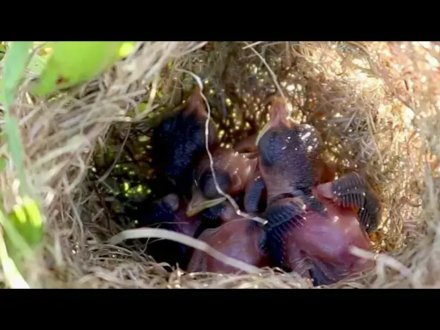 Video thumbnail for Tiny Treasures Caring for a Baby Sparrow in its Nest  @ViralBirdNest