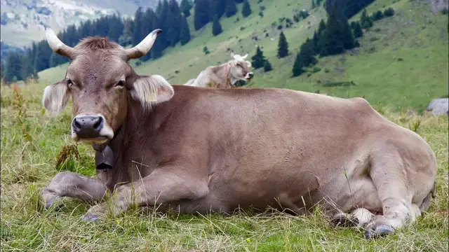 Video thumbnail for Brown Swiss Cattle: Pros & Cons