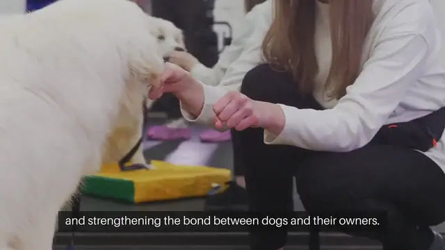 Video thumbnail for Dog Training Basics