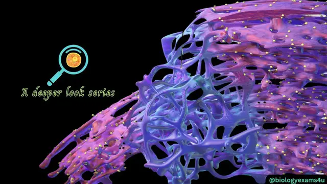 Video thumbnail for What does endoplasmic reticulum do? Endoplasmic Reticulum Structure and Function || MCAT,   CSIR