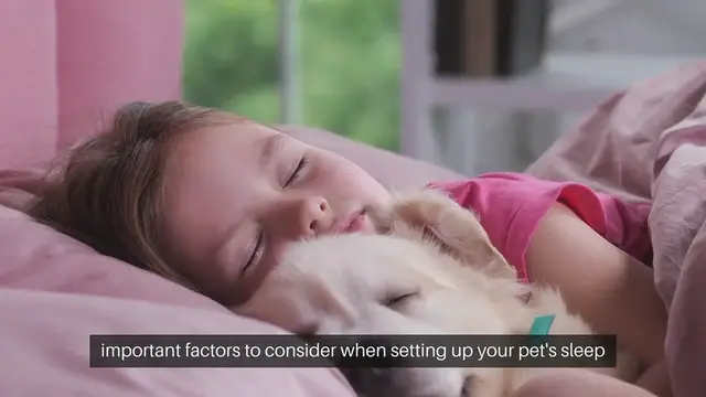 Video thumbnail for Pet Sleep Environment