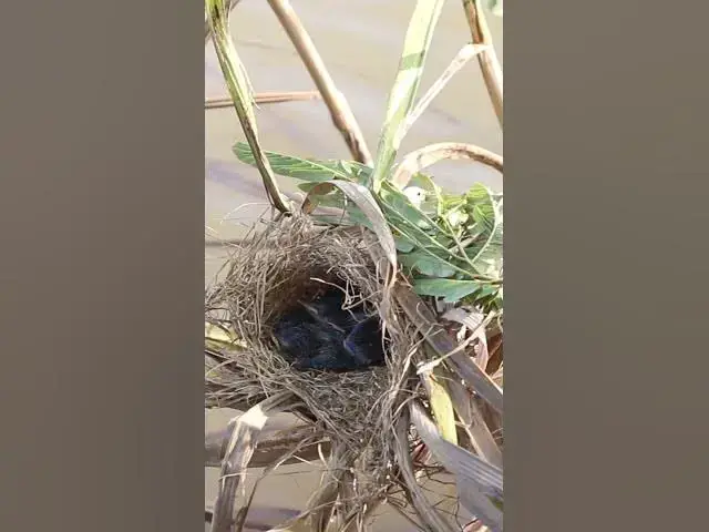 Video thumbnail for Mother Feed Babies bird  in Nest AP#049  #Feedigbirds #nature #shortvideo #viralvideo #birds #wolfbi