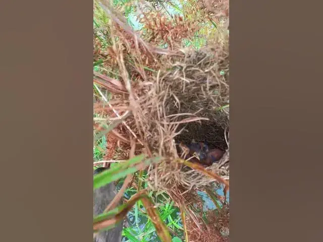 Video thumbnail for All Babies Sparrow Wait Food From Mother Birds