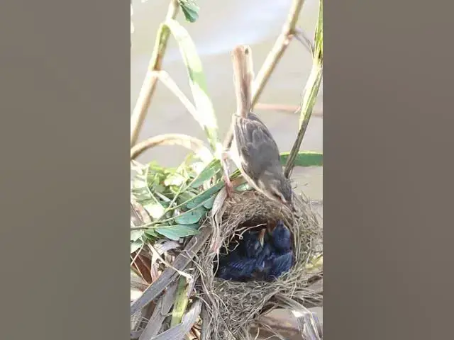 Video thumbnail for Mother Birds Feed Babies Bird  #Feedigbirds #nature #shortvideo #viralvideo #birds #feedingbird