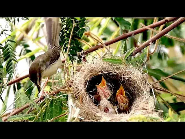 'Video thumbnail for All baby's bird Hungry Baby Bird Devours Food in Cozy Nest'