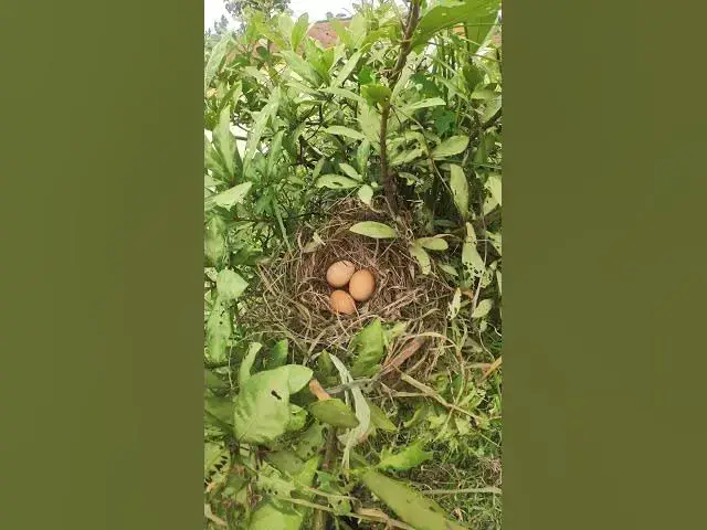 Video thumbnail for Egg of Wild Chicken AP#025 #Feedigbirds #nature #shortvideo #viralvideo #birds #farming