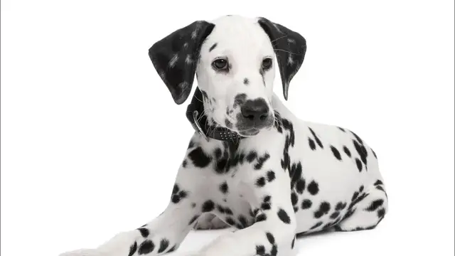 Video thumbnail for 15 Pros and Cons of Owning a Dalmatian