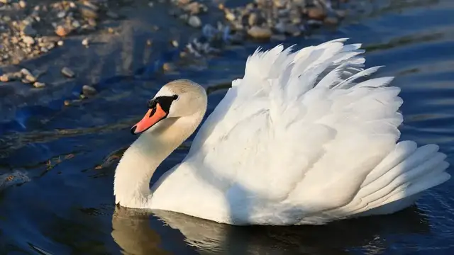 Video thumbnail for 10 Fun Facts About Swans That Will Blow Your Mind