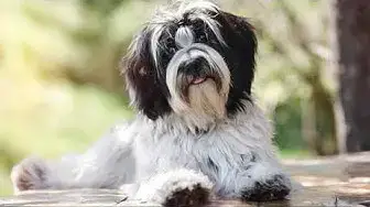 Video thumbnail for 24 Pros and Cons of Owning a Tibetan Terrier