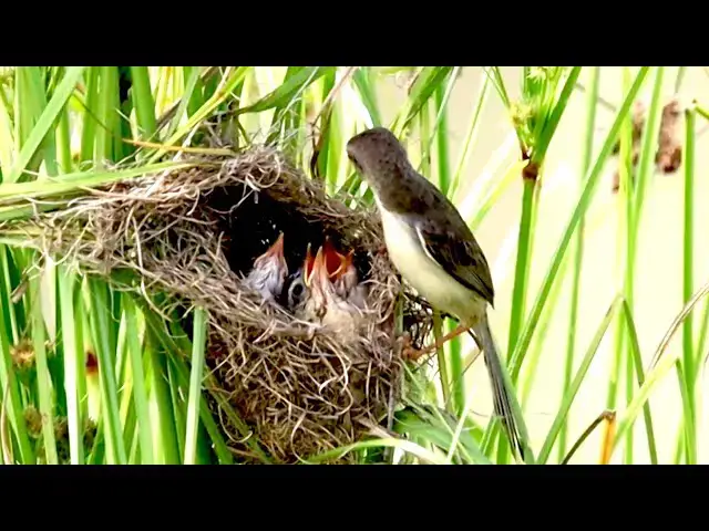 'Video thumbnail for មិនគួរអោយជឿ វាលឿនណាស់ កូនចាបកំសត់'