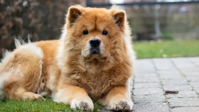 Video thumbnail for 23 Pros and Cons of Owning a Chow Chow