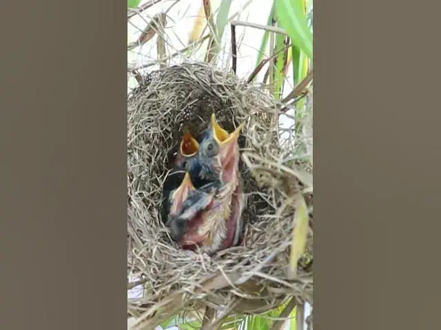 Video thumbnail for Bird Babies Cries Feed Eat EP#296 #babybird #shorts #birdslover #birdsounds #birds #birdslover #finc