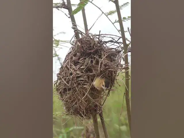 Video thumbnail for Babies Widl Golden Bird AP#013  #birdeggs #nestegg #birdnest #birdslover #birdnestandegg #nestling