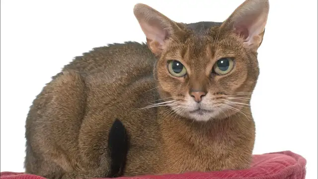 Video thumbnail for Abyssinian Cat Breed: Pros & Cons