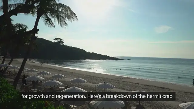 Video thumbnail for Hermit Crab Molting Process