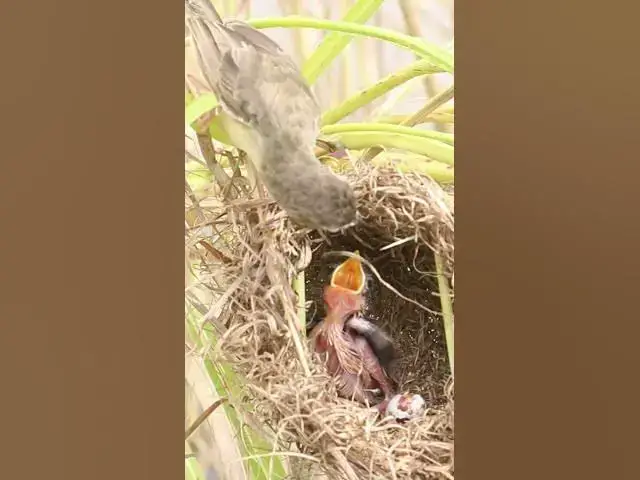 Video thumbnail for Babies Bird Cries Eat #Feedigbirds #nature #shortvideo #viralvideo #birds #feedingbird