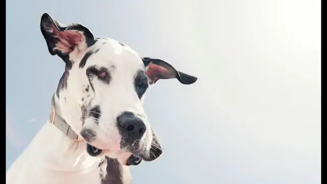 Video thumbnail for 25 Pros and Cons of Owning a Great Dane