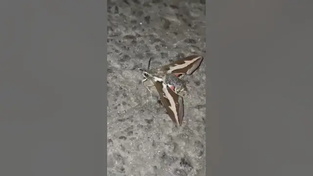 Video thumbnail for Adorable butterfly😍😘🥰#shorts