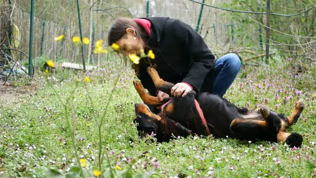 Video thumbnail for basis of the dog