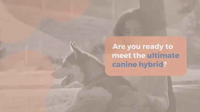 'Video thumbnail for Mountain Cur Pitbull Mix: Strength, Brains, and Beauty, etc'