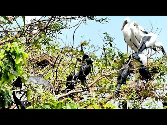 Video thumbnail for Area land for crane bird live here alot to made nest