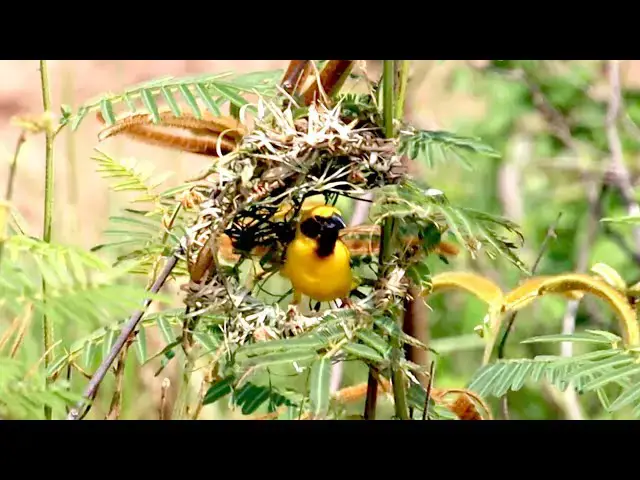 'Video thumbnail for Male wild bird | Golden bird making nest with grass'