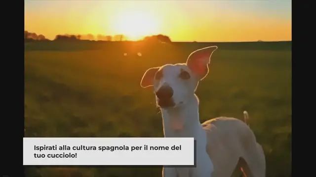 Video thumbnail for 125 Nomi di Cani Spagnoli Top per Maschi e Femmine