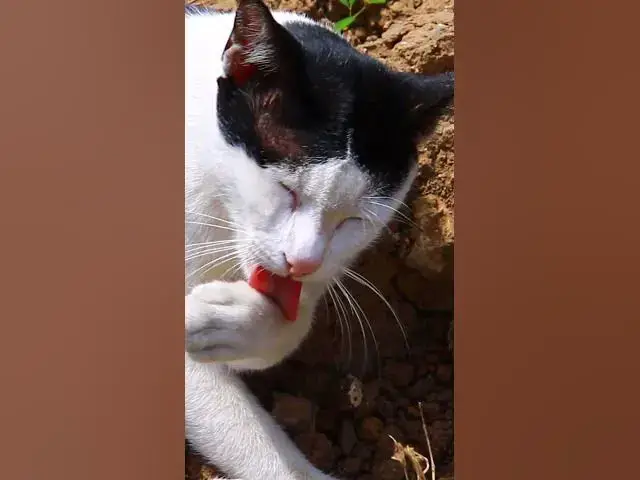 Video thumbnail for cute of ice Cat 5 #cat #shortcat #catchcatch #bitcat  #animals #cute #catlover  #cutecat