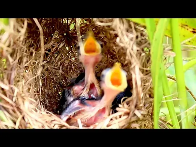 Video thumbnail for Feeding Baby Birds: A Rice Sparrow's Nest