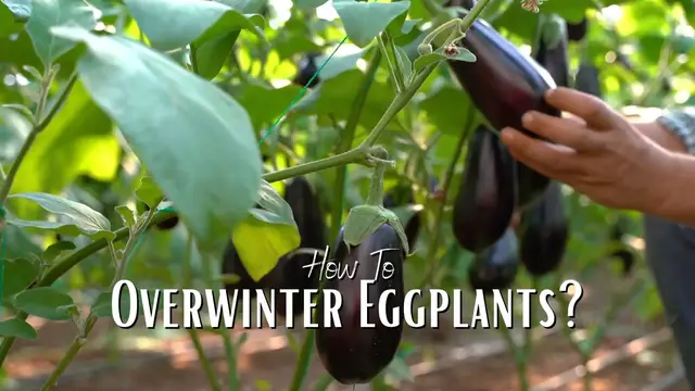 'Video thumbnail for How to overwinter Eggplants? Winter Gardening Tips and Tricks'