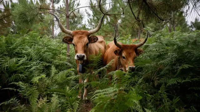 Video thumbnail for How native livestock is reducing the risk of wildfires in Spain's Galicia region