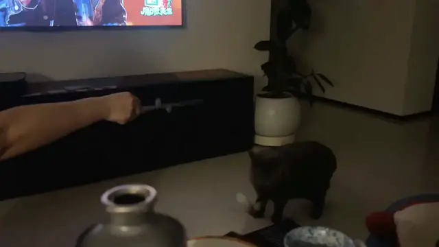 Video thumbnail for Cat Only Plays with One Woman in Hilarious Video