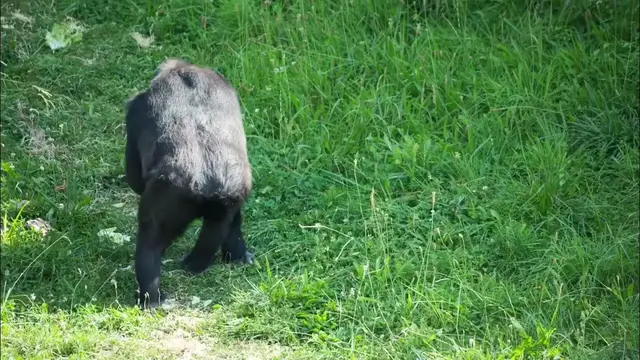 Video thumbnail for Gorilla Monkeys | At A Safari Park Animal Wildlife