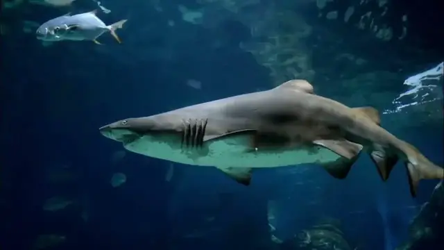 Video thumbnail for Great White | Shark  | Aquatic  |