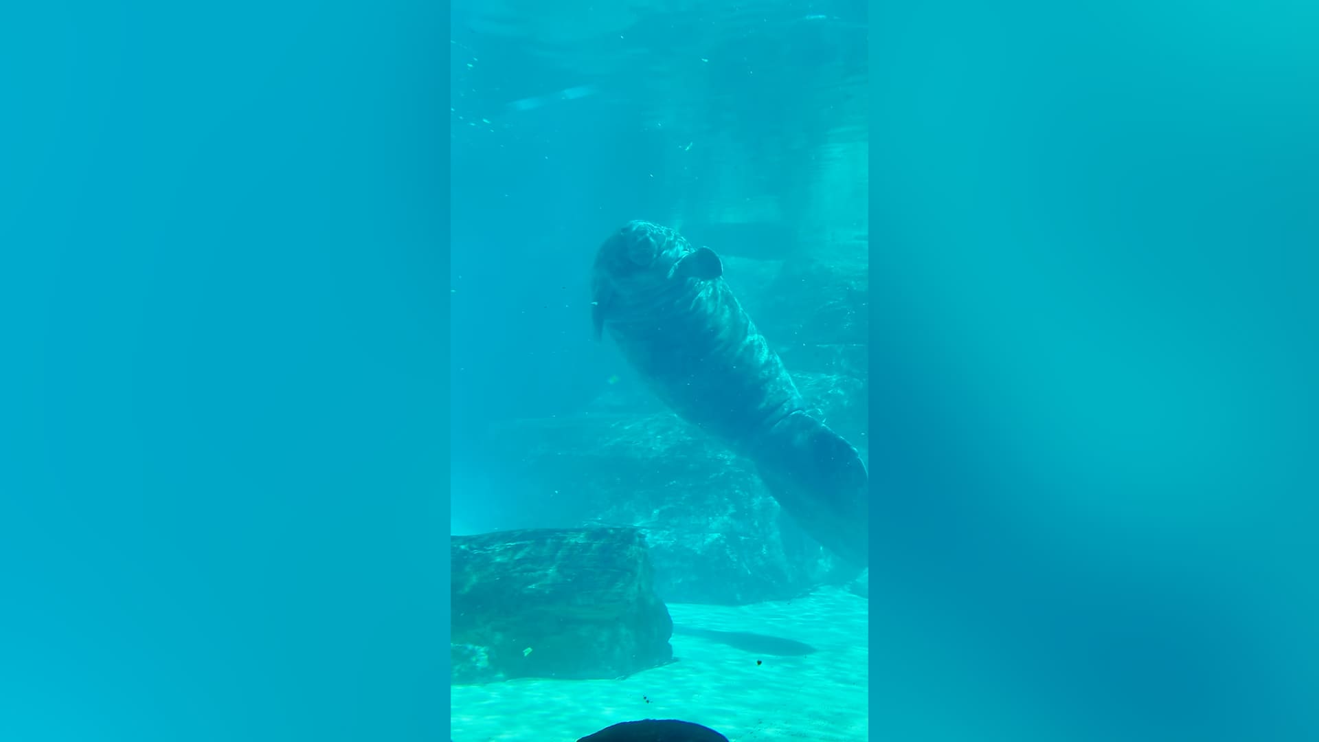 Video thumbnail for Oldest Manatee in Captivity Romeo Story